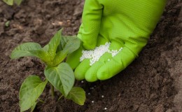 So füttern Sie Paprika während der Blüte und Fruchtbildung in einem Gewächshaus, um eine Rekordernte zu erzielen