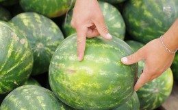 Hoe kies je een rijpe en zoete watermeloen: waar je op moet letten bij het kopen en kiezen van fruit in de tuin