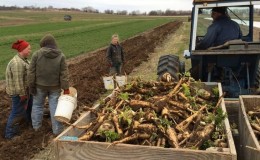 La culture du raifort est-elle rentable en tant qu'entreprise et quelles sont les caractéristiques de sa technologie agricole à l'échelle industrielle ?