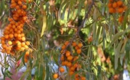 Cómo saber por qué las hojas del espino amarillo se vuelven amarillas en verano y eliminar la causa del problema.