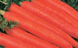 Large carrot variety Red Giant