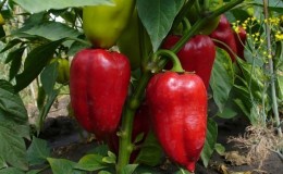 Polet-Paprika, perfekt im Aussehen und erstaunlich im Geschmack: eine detaillierte Übersicht über die Sorte und die Regeln für den Anbau