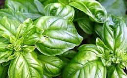 Varietà di basilico vegetale verde Tonus: coltivazione dai semi per principianti