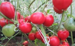 The ideal variety for obtaining a rich, tasty, early harvest of tomatoes: Skorospelka tomato