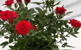 Com cuidar una rosa de casa en una olla: una guia per als jardiners principiants