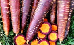 Step-by-step instructions for growing carrots from scratch