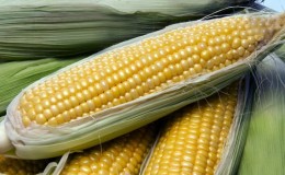 Paano i-freeze ang corn on the cob sa bahay: mga pagpipilian sa imbakan at mga tip mula sa mga may karanasan na maybahay