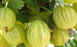 O que há de bom na variedade de groselha do Báltico e por que vale a pena cultivá-la