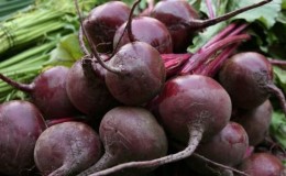 Ang isa sa mga pinakasikat na varieties sa mga magsasaka ay ang Pablo beets.