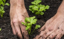 Términos y reglas para plantar apio para jardineros principiantes.