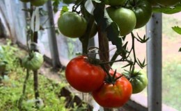 Grow an Idol tomato on your plot and enjoy an early, abundant harvest