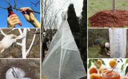 Cómo cubrir adecuadamente un albaricoque para el invierno y preparar el árbol para el clima frío