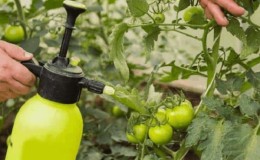 Hvordan tilberede en borsyreløsning for tomatovarier: proporsjoner og instruksjoner for behandling av tomater