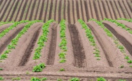 För- och nackdelar med att plantera potatis i åsar