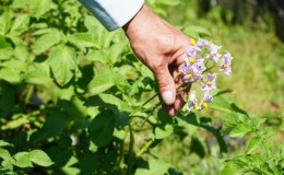 Life hacks de agricultores experientes: por que colher flores de batatas e o que isso proporciona?