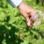 Life hacks from experienced farmers: why pick flowers from potatoes and what does it give?