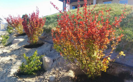 Instructies voor beginnende tuinders: berberis planten van A tot Z