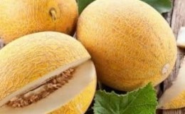 Gardu ražu audzējam paši: kā aug melone siltumnīcā, atklātā zemē un mājās