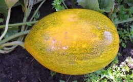 Pests and diseases of melons: what they are and how to deal with them