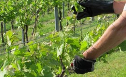 Una guía para podar uvas en agosto en la región de Moscú para viticultores principiantes