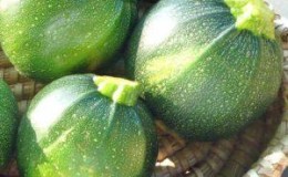 Mga kalamangan at kawalan ng bilog na zucchini na dapat malaman ng bawat residente ng tag-init