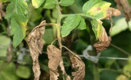 Kaedah yang paling berkesan untuk merawat layu fusarium tomato: arahan yang boleh diikuti walaupun seorang pemula