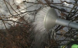 Life hack for gardeners: how to properly pour boiling water over currants in the spring and what it will give