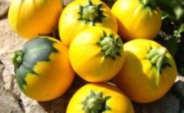 Orange zucchini-sort med eksotisk smag og originalt udseende: vi dyrker det og overrasker vores naboer