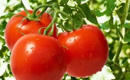 Top 20 best super-early tomato varieties for open ground: choose the right one together