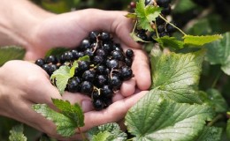 O que é um vegetal e o que é uma fruta e como saber a diferença entre eles