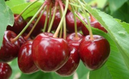 Variedad de cereza Vasilisa resistente a la intemperie con bayas grandes y sabrosas.