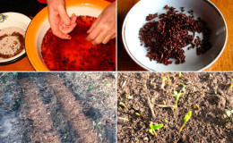 Como cultivar bérberis a partir de sementes em casa e em terreno aberto