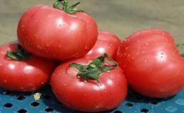 Tomato Pink Clear - den beste løsningen for de sørlige regionene