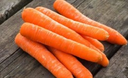 Mid-season carrot variety Losinoostrovskaya