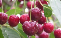 Paglalarawan ng self-fertile cherry varieties para sa gitnang zone at rehiyon ng Samara