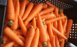 Review of the sweetest and most productive carrot varieties and hybrids