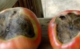 How to deal with blossom end rot of tomatoes in a greenhouse: the best recipes and folk methods