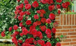 As melhores variedades de rosas trepadeiras resistentes ao inverno que florescem durante todo o verão