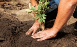 Is het mogelijk om pioenrozen in augustus te verplanten of is het beter in september?