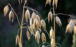 Apakah oat - penerangan penuh dan ciri biologi