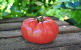 Lys tidlig tomat med store frukter - tomatkongen på markedet og hemmelighetene til dens dyrking fra erfarne gartnere