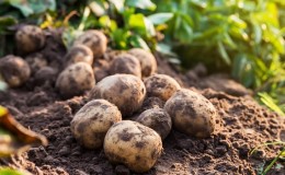 The best Siberian potato varieties and useful tips for growing them