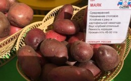 Variedade de batata Mayak de meia temporada com boa adaptação às condições de cultivo