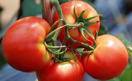 Favoritten til sommerboere med høye avlinger og et utmerket rykte er Bourgeois-tomaten for åpen mark og drivhus