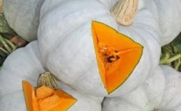 Características y descripción de la variedad de calabaza con miel Kroshka: nosotros mismos cultivamos la favorita de los agricultores experimentados.