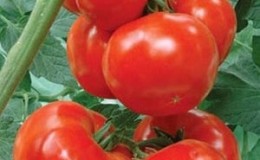 Pelbagai jenis tomato dengan nama yang terkenal - tomato Iri jiran f1: mengapa ia baik dan cara menanamnya dengan betul