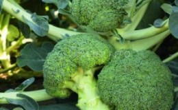 Broccolihybrid Batavia F1