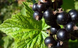 Proper care and cultivation of currants