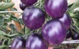 Anda tidak akan percaya apabila melihatnya - tomato Blue Bunch f1 untuk pencinta jenis eksotik