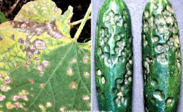 Causes and treatment of anthracnose in cucumbers: the most effective methods for maintaining crop health